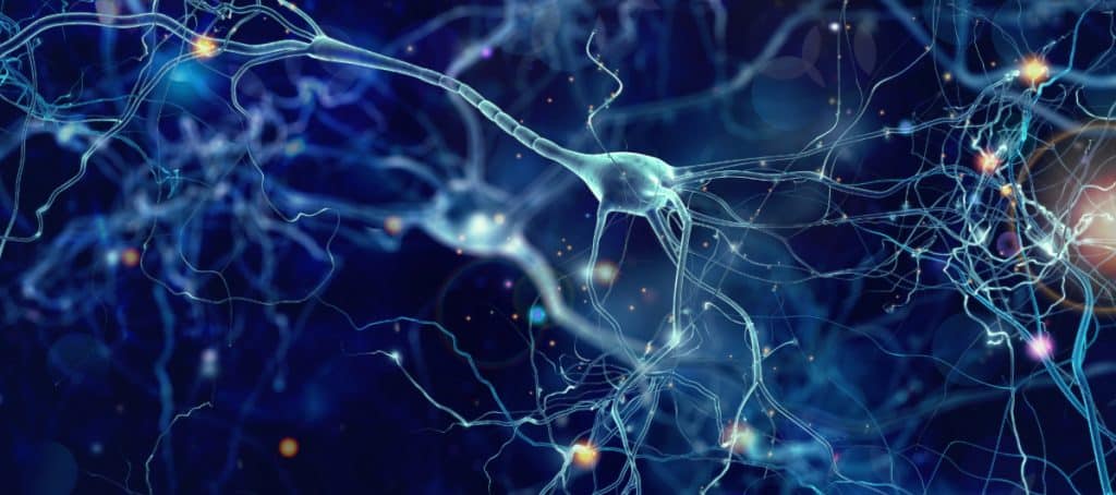 An image of nerves inside the body