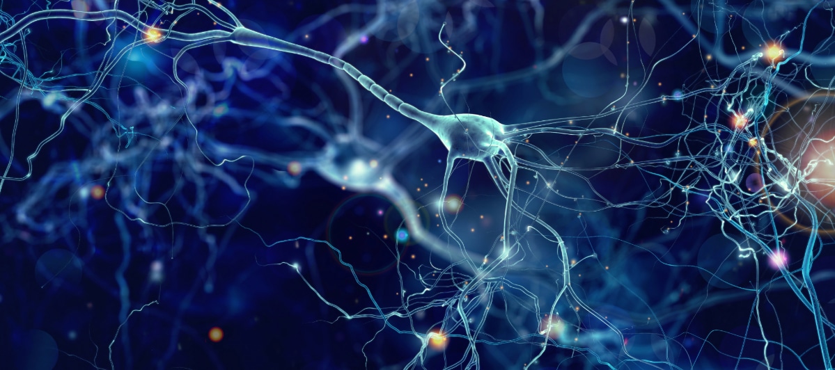 Causes-of-Painful-Diabetic-Neuropathy-3-Nerves the bodies nervous system