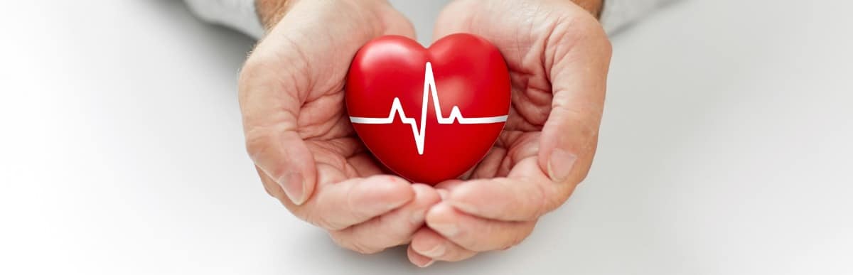 Heart Disease Symptoms You Need to Know (4) Two hands hold a model of a heart to represent awareness of heart disease risk factors