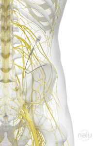 A human torso showing the inside of the nerves and bone structure