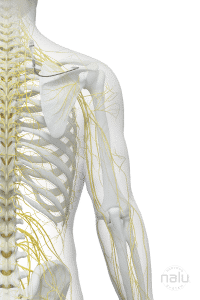 A human back that is translucent with nerves and bones showing.